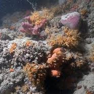 Studio degli ecosistemi corallini nel corso AWARE Coral Reef Conservation a Diving Puglia D.C.